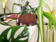 Load image into Gallery viewer, Wombat, Kangaroo & Echidna Pot Plant Stake Set